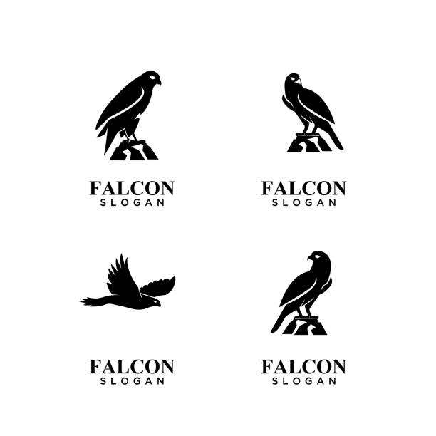 set collection falcon black icon design vector illustration set collection falcon black icon design vector illustration bird of prey stock illustrations