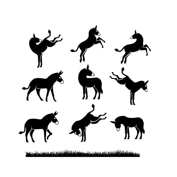 ilustraciones, imágenes clip art, dibujos animados e iconos de stock de set collection donkey negro icono carácter diseño vector plantilla de ilustración - mulish