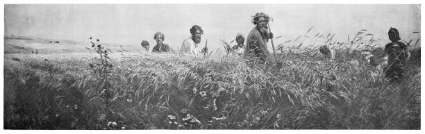 Harvesting wheat Harvesting wheat - Scanned 1894 Engraving antique pitchfork stock illustrations