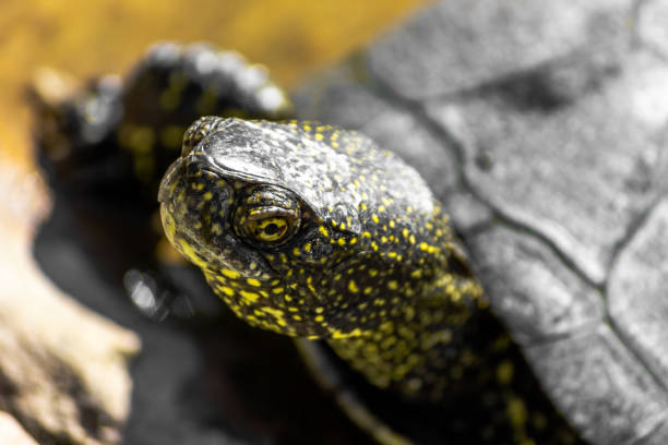 istock European marsh turtle in a swamp close-up. Reptiles. 1250487879
