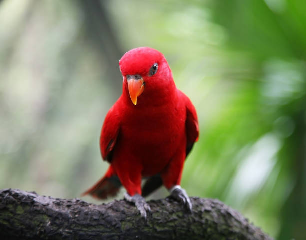 Red lory, Eos bornea cyanonothus on the tree. Red lory, Eos bornea cyanonothus on the tree. Selective focus. lory photos stock pictures, royalty-free photos & images