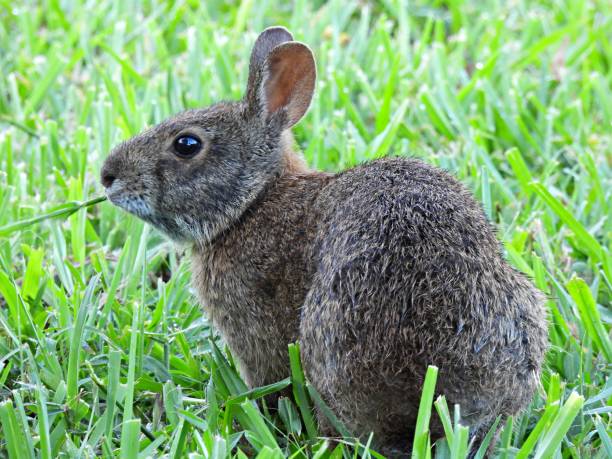 Free picture: rabbit, green grass, close-up, ear, adorable, pet ...