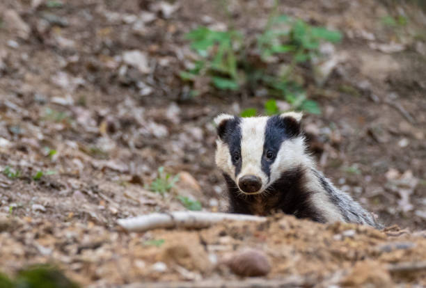istock Badger(Meles meles) close-up portrait 1250489911