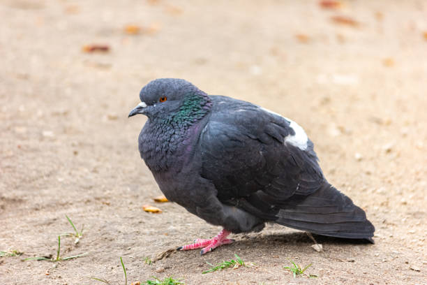 istock Disheveled gray pigeon close-up. 1250490160