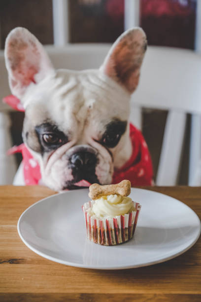 French Bulldog looking at her birthday cupcake