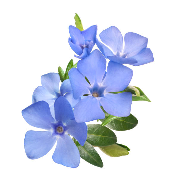 spring bright violet wild periwinkle flowers bouquet isolated on white background