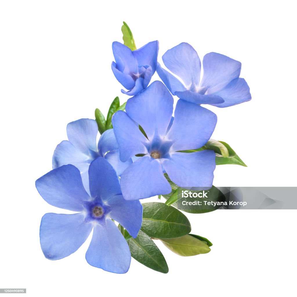 bright violet wild periwinkle flower bouquet spring bright violet wild periwinkle flowers bouquet isolated on white background Flower Stock Photo