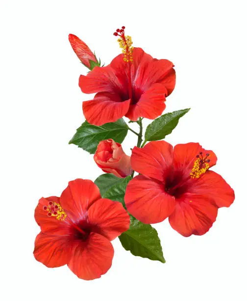 bright large flowers and buds of red hibiscus isolated