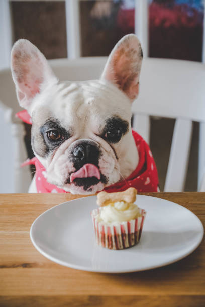 bulldog de français affamé regardant son cupcake d’anniversaire - petite faiblesse photos et images de collection