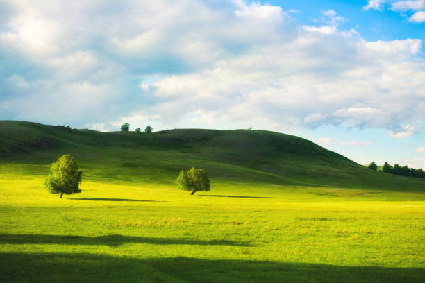 istock Green trees on the hills with green grass 1250490927