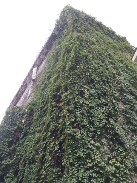 istock Green ivy aged stone block wall 1250491374
