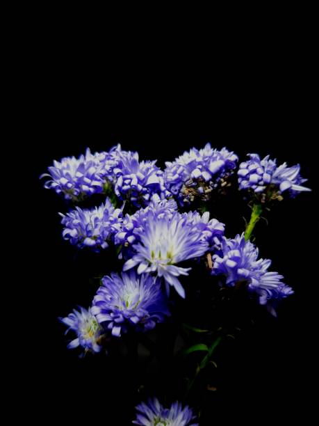 istock Wild Aster ,Aster Peacock Black Background Stock Photos 1250491480