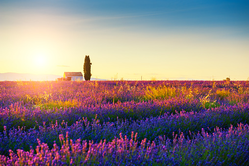 Lavender fields at sunset near Valensole, Provence, France. Beautiful summer landscape. Famous travel destination