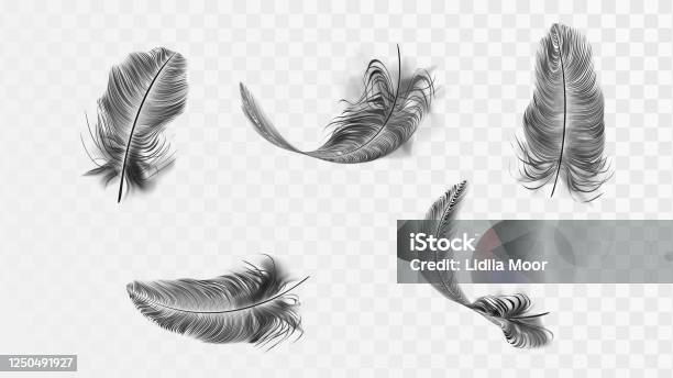 Realistic black feathers. Birds feather, quill swan or crow plumage el By  Microvector