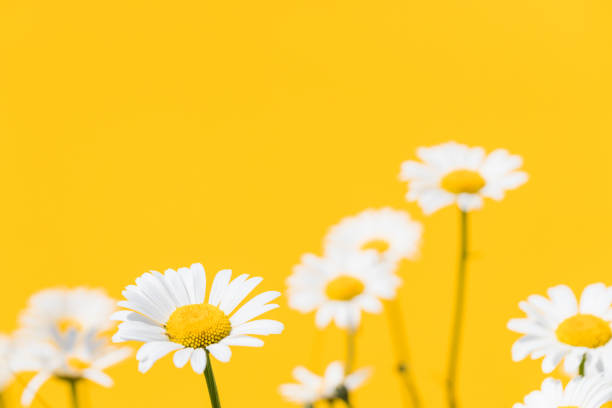 blooming daisies on a yellow background, Free space for an inscription