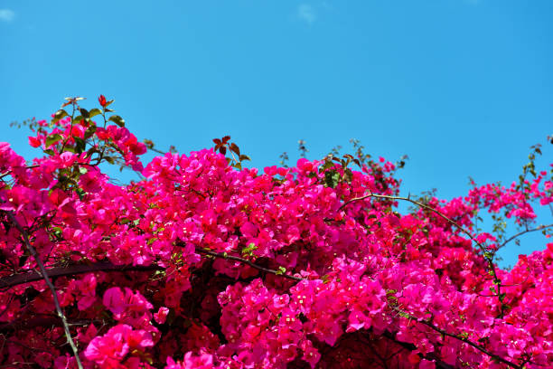 istock Imperia Liguria Italy 1250492875