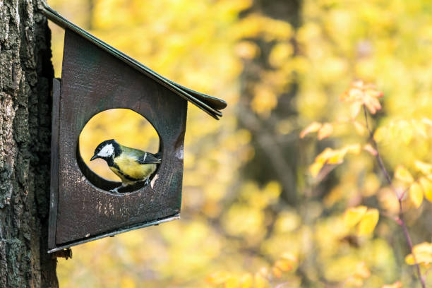 istock titmouse feed in a bird feeder in the autumn forest 1250492914