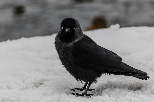 istock Black crow in the winter on the parapet. 1250492931