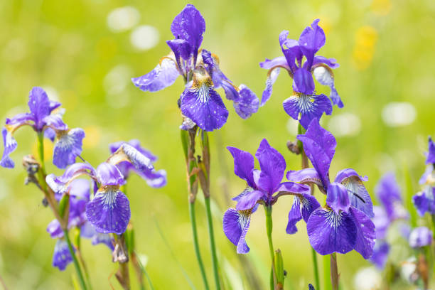 istock blooming irises in the garden 1250493428