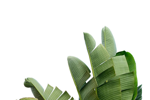 Group of big green banana leaves of exotic palm tree in sunshine on white background. Tropical plant foliage with visible texture. Pollution free symbol. Close up, copy space.