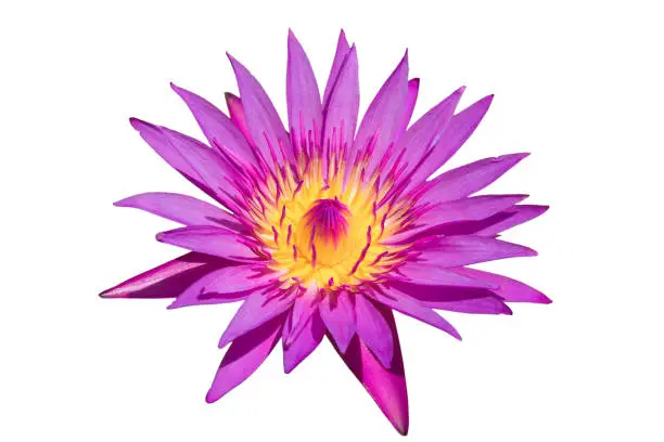 Waterlily or lotus flower isolated on white background with clipping path.
