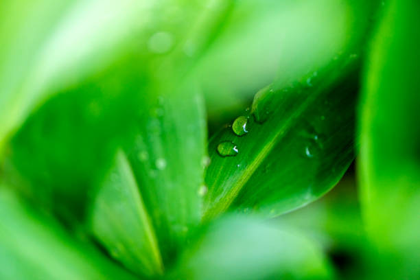 istock Lily of the valley leaf 1250496094
