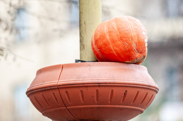 pumpkin on a lantern stand in a park - jack fruit imagens e fotografias de stock