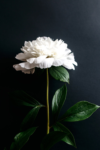 A white peony with green leaves lies on a black surface.