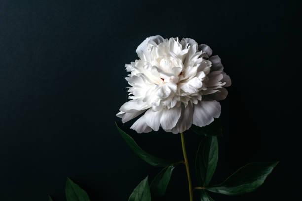 istock White peony with green leaves on a black background. 1250496420