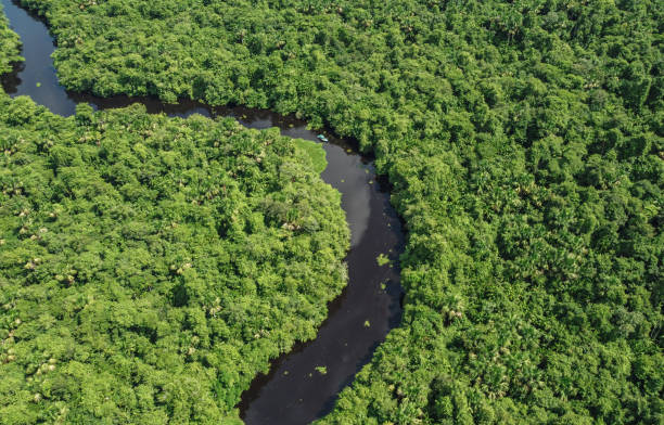 foto aérea del barco que viaja por un río - river aerial view delta rainforest fotografías e imágenes de stock