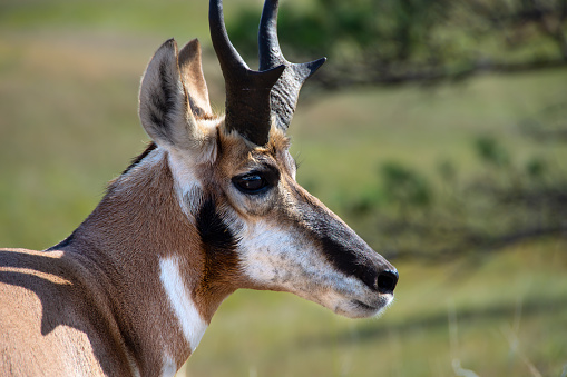 Profile of an Antelope at Custer State Park, South Dakota.