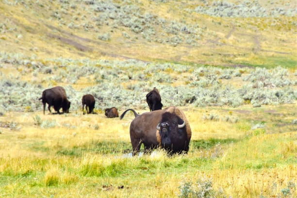 istock Buffalo or Bison herd in Yellowstone National Park. 1250498165