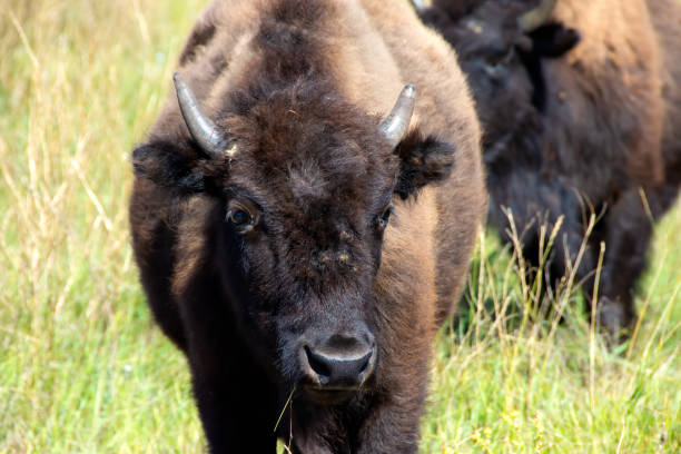 istock Portrait of a young buffalo 1250498167