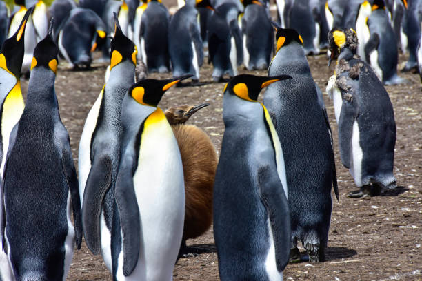 istock Colony of King Penguins and a chick 1250498168