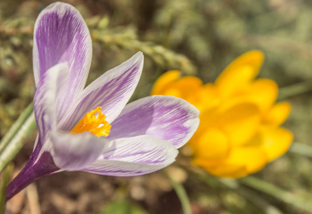 Spring crocuses blossomed. The first flowers of spring.