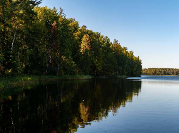 istock forest reflected in the water on a sunny summer day 1250502275