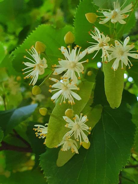 istock linden flowers 1250505664