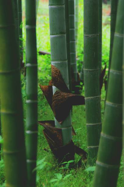 istock The appearance of large bamboo shoots growing 1250505703