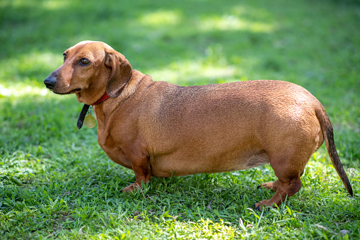 Domestic pets of different breed and species