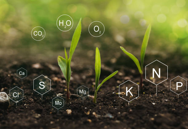 植物の生活における受精と栄養素の役割。デジタルミネラル栄養素アイコンを持つ土壌。 - sulphur ストックフォトと画像