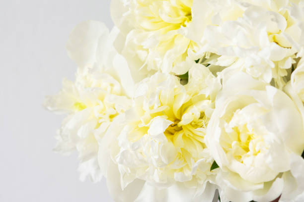 istock White peonies floral background 1250506249