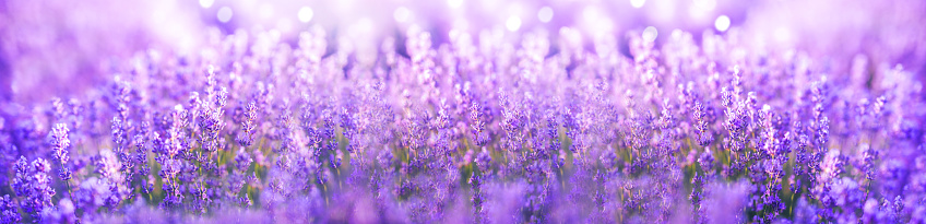Panoramic purple lavender flowers blooming. Beautiful purple banner. Aromatherapy, beauty, cosmetics concept.
