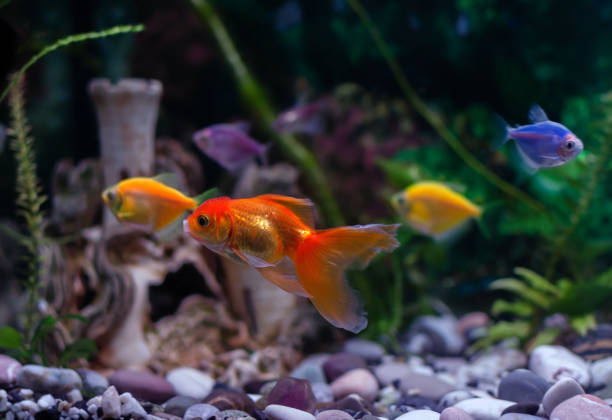 istock goldfish swims in an aquarium 1250508782