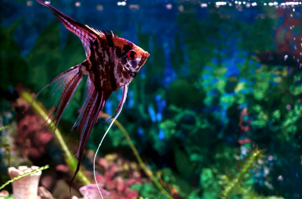 istock angelfish swims in an aquarium 1250508787