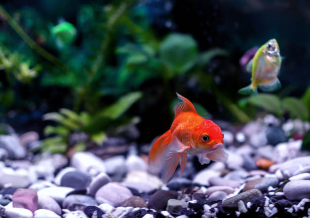istock goldfish swims in an aquarium 1250508803