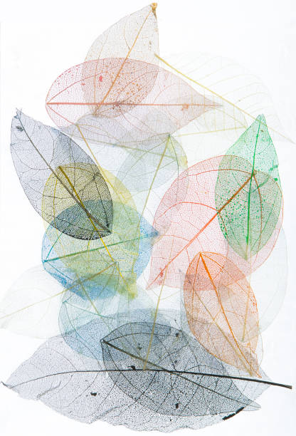 istock macro colorful skeleton and leaf veins 1250510179
