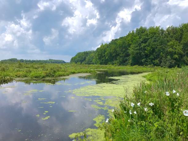 istock Bombay Hook, Delaware - Backwater Preserve 1250510430