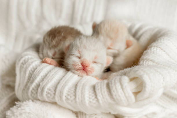 istock Newborn kittens sleep under a warm plaid 1250510572