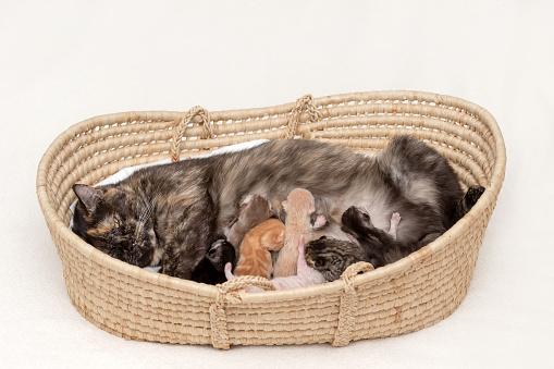 A brown wicker basket sits out on a rug as three kittens snuggle inside it closely together.  They are each a grey tabby and are looking around curiously.