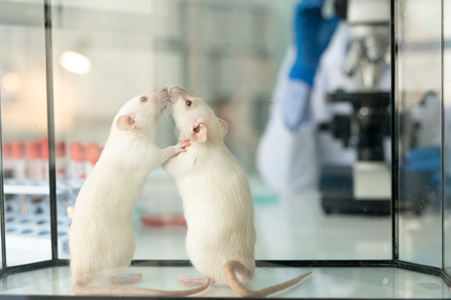 Close-up of two lab white rats sniffing each other in glassy box on desk of pharmaceutical scientist